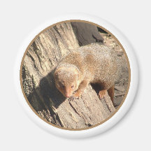 mongoose magnet