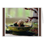 Mongoose Watering Hole Wildlife cards
