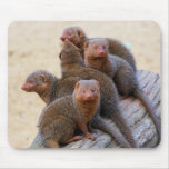 Mongooses Mouse Pads