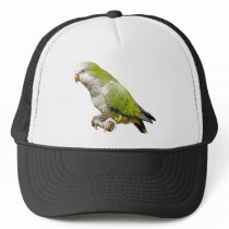 Monk Parakeet