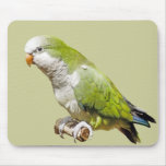 Monk Parakeet mousepads