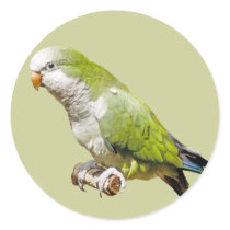 Monk Parakeet