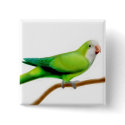 Monk Quaker Parakeet Pin buttons