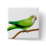 Monk Quaker Parakeet Pin buttons