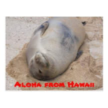 Monk Seal Post Cards