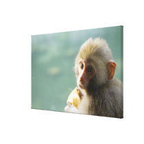 Monkey 3 canvas print