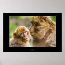 Monkey Baby 2