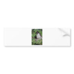 Monkey Bumper Sticker