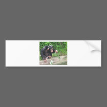 MONKEY bumper stickers