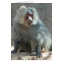 Monkey Cards