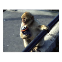 Monkey Drinking Post Card