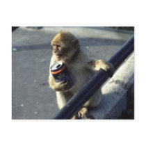Monkey Drinking Post Card