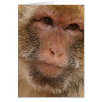 Monkey Face Greeting Card