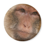 Monkey Face Magnet
