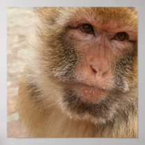 Monkey Face Print