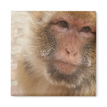 Monkey Face Square Magnet