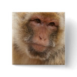 Monkey Face Square Pin buttons