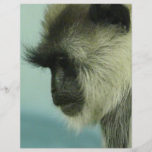 monkey full color flyer