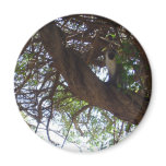 Monkey in a tree magnets