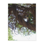Monkey in a tree postcards