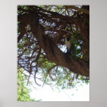 Monkey in a tree posters