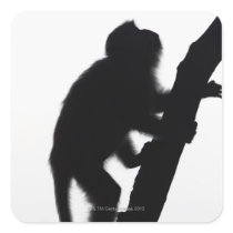 Monkey in a tree, Railay peninsula, Sticker
