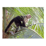 Monkey in Bamboo Jungle Photo Post Card