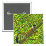 Monkey in Bamboo Jungle Pinback Button