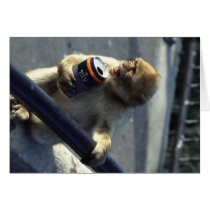 Monkey in Gibraltar Card