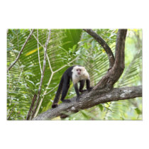 Monkey in the Jungle Photo Print