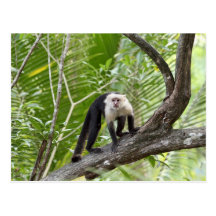 Monkey in the Jungle Post Cards