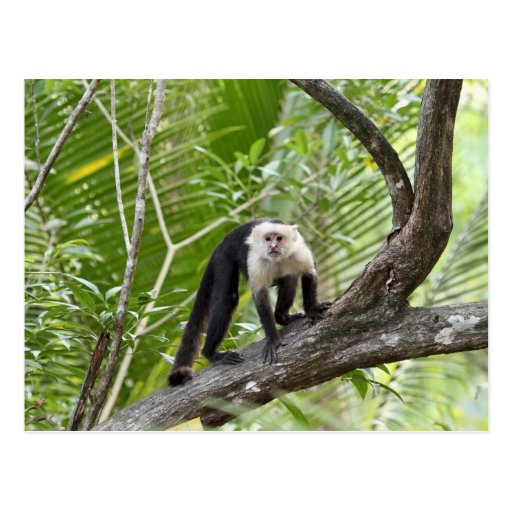 Monkey in the Jungle Post Cards