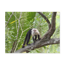 Monkey in the Jungle Post Cards