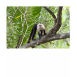 Monkey in the Jungle t-shirts
