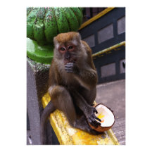 monkey new address moving announcement