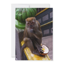 monkey new address moving announcement