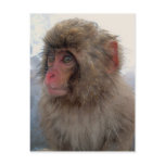 Monkey Postcard