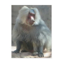 Monkey Postcard