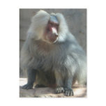 Monkey postcards