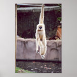 Monkey Print