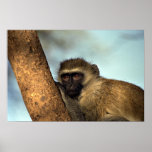 Monkey Poster