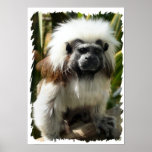 Monkey Print