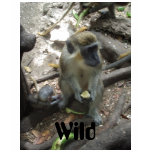 Monkey Toes t-shirts