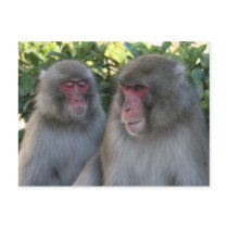 monkeys