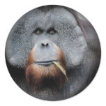 Monkeys apes primates 1 round sticker