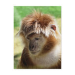 MONKEYS postcards
