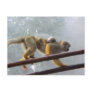 Monkeys Post Cards