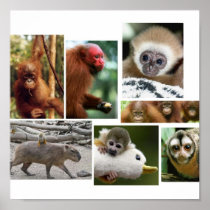 monkeys! posters