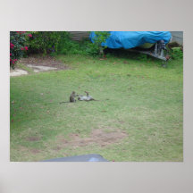 Monkeys Print
