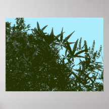 Monk's Pepper Chaste Tree Vector Poster